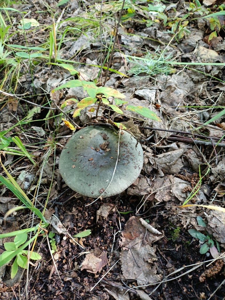 Russula aeruginea
