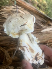 Albatrellus avellaneus