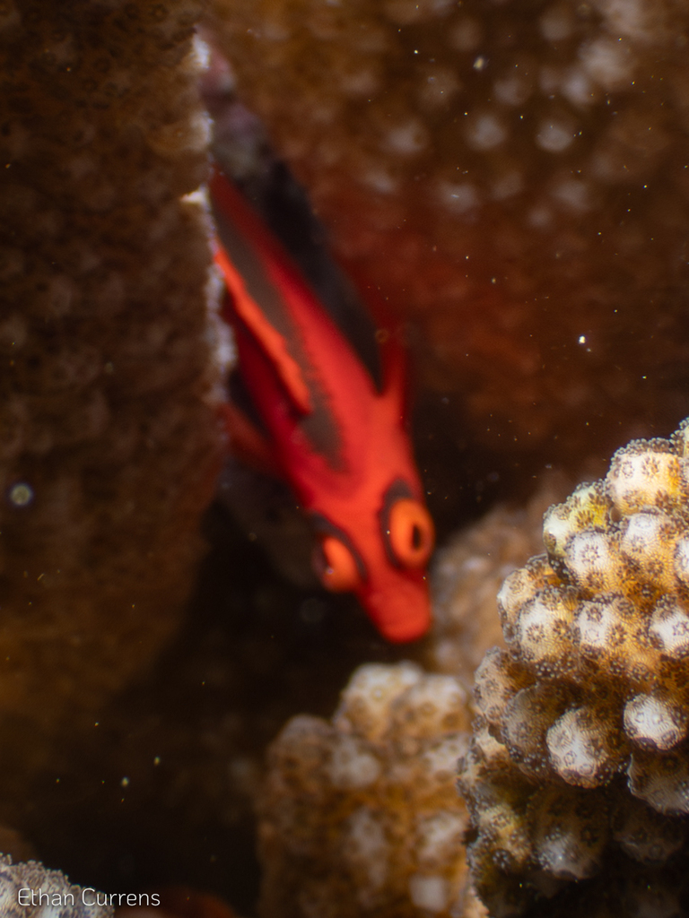 Photo of Flame hawkfish (Neocirrhites armatus)