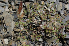 Saponaria orientalis