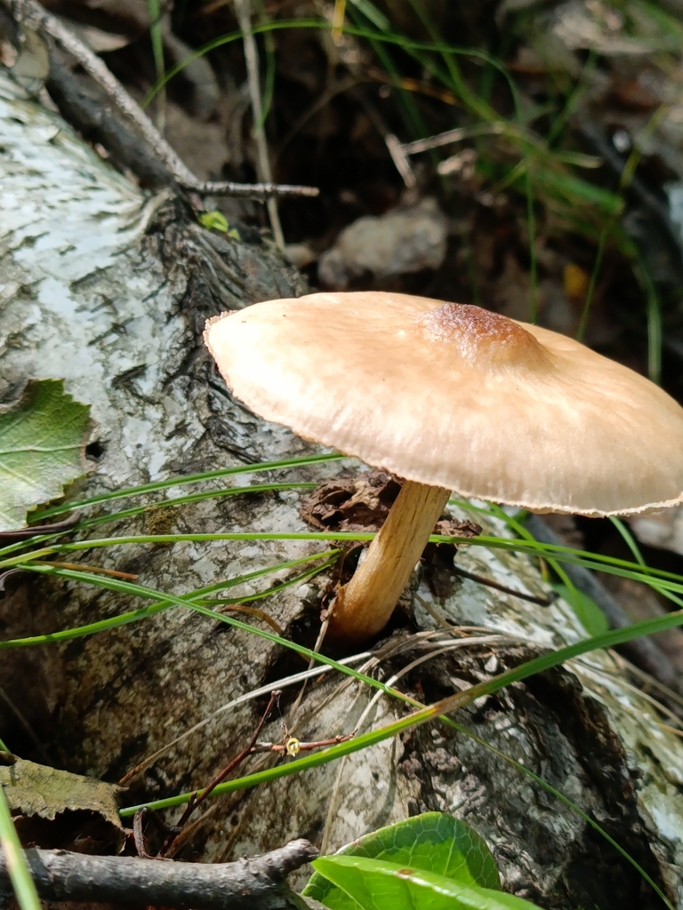 Pluteus cervinus · September 2025 · photo: © svyatoslav74404 (iNaturalist, cc-by)
