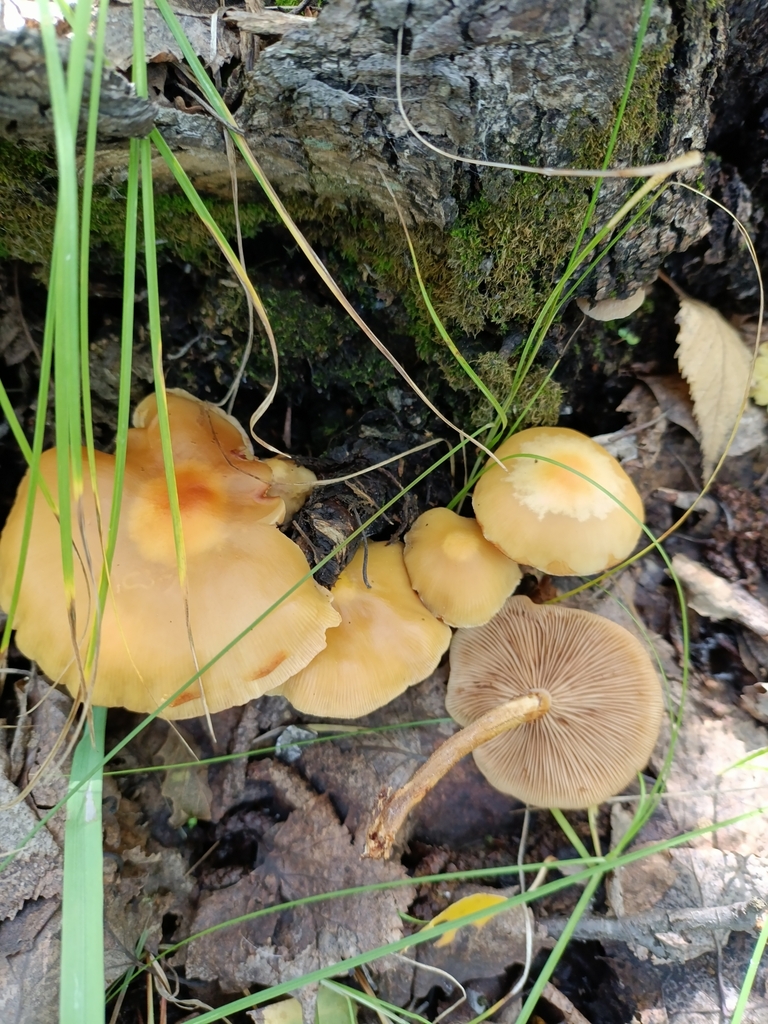 Kuehneromyces mutabilis