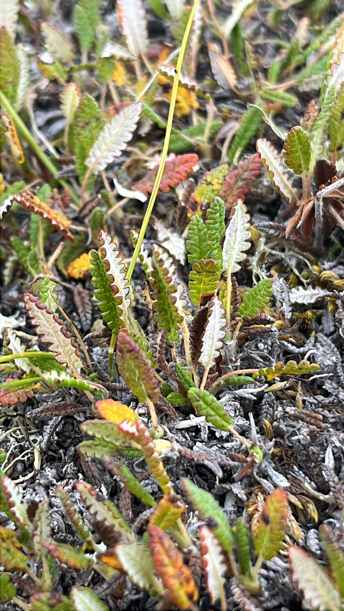 Alaska Mountain-Avens (Dryas alaskensis)