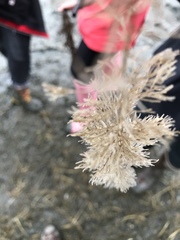 Bugulidae