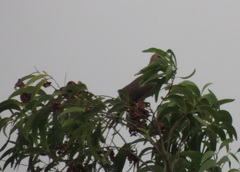 Columbidae