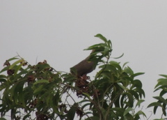 Columbidae