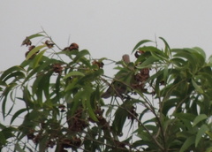 Columbidae
