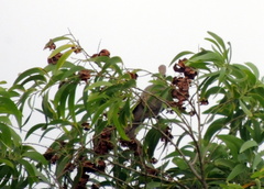 Columbidae