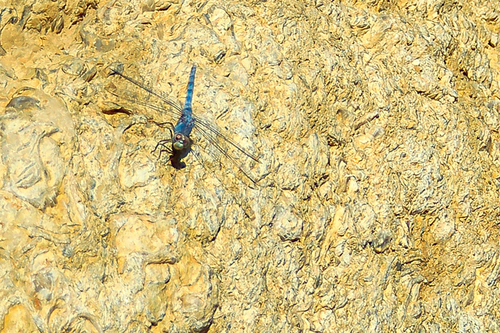Orthetrum ransonnetii