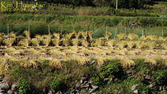 Oryza sativa