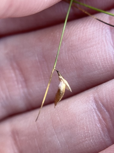 Shortbristle Beaksedge (Rhynchospora galeana)