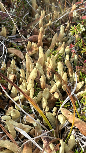 Arctic Butterfingers Lichen (Dactylina arctica)