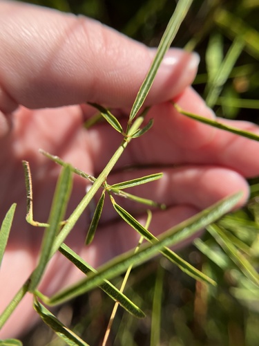 slimleaf ticktrefoil (Desmodium tenuifolium)