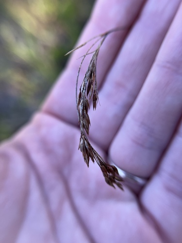 nodding beaksedge (Rhynchospora inexpansa)