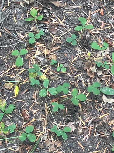 Fragaria cascadensis, photograph 6