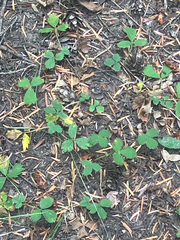 Fragaria cascadensis, photograph (c) Aaron Liston, some rights reserved (CC BY)