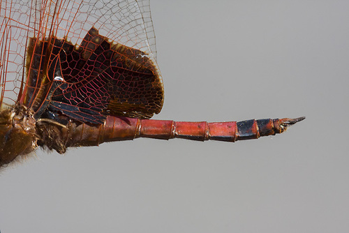 Carolina Saddlebags