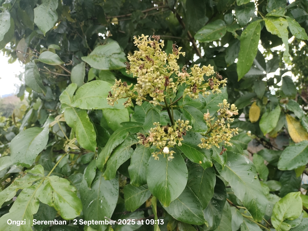 Vitex pinnata; photograph (c) Ong Jyh Seng, some rights reserved (CC BY)