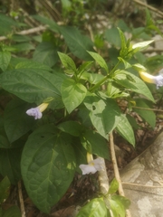 Thunbergia natalensis