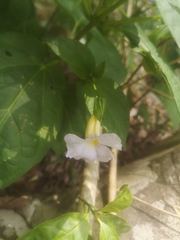 Thunbergia natalensis