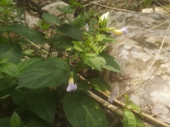 Thunbergia natalensis