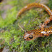 Korean Clawed Salamander - Photo (c) Kim, Hyun-tae, some rights reserved (CC BY), uploaded by Kim, Hyun-tae