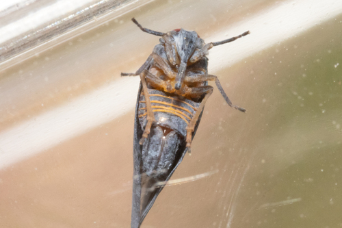 Cedusa obscura