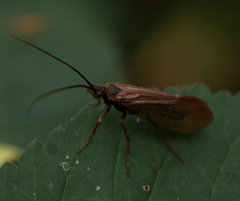 Anabolia furcata