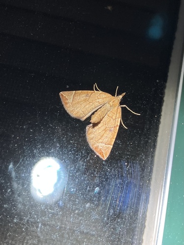 Chevron Moth photo 5