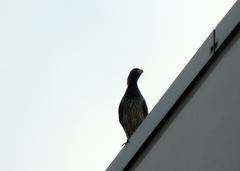 Crinifer piscator
