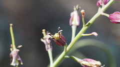 Streptanthus campestris