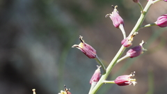 Streptanthus campestris