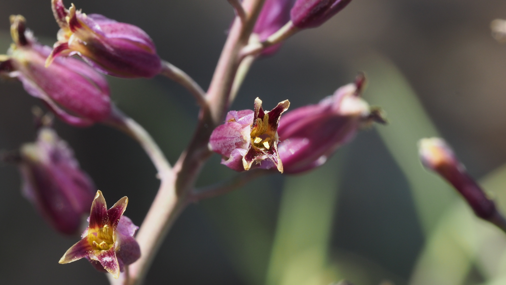 Streptanthus campestris