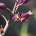 Streptanthus campestris - Photo (c) Fred Melgert / Carla Hoegen,  זכויות יוצרים חלקיות (CC BY-NC), הועלה על ידי Fred Melgert / Carla Hoegen