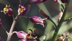 Streptanthus campestris