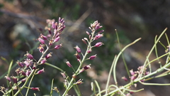 Streptanthus campestris