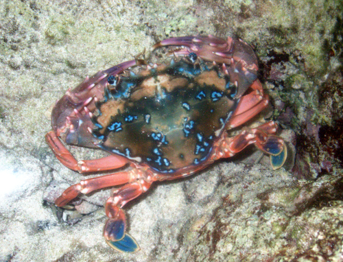 Goniosupradens erythrodactylus observed 2025-08-31