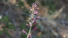 Streptanthus campestris