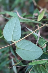 Lonicera hypoglauca, photograph (c) 許文俊, some rights reserved (CC BY-SA)