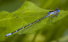 Chromagrion conditum