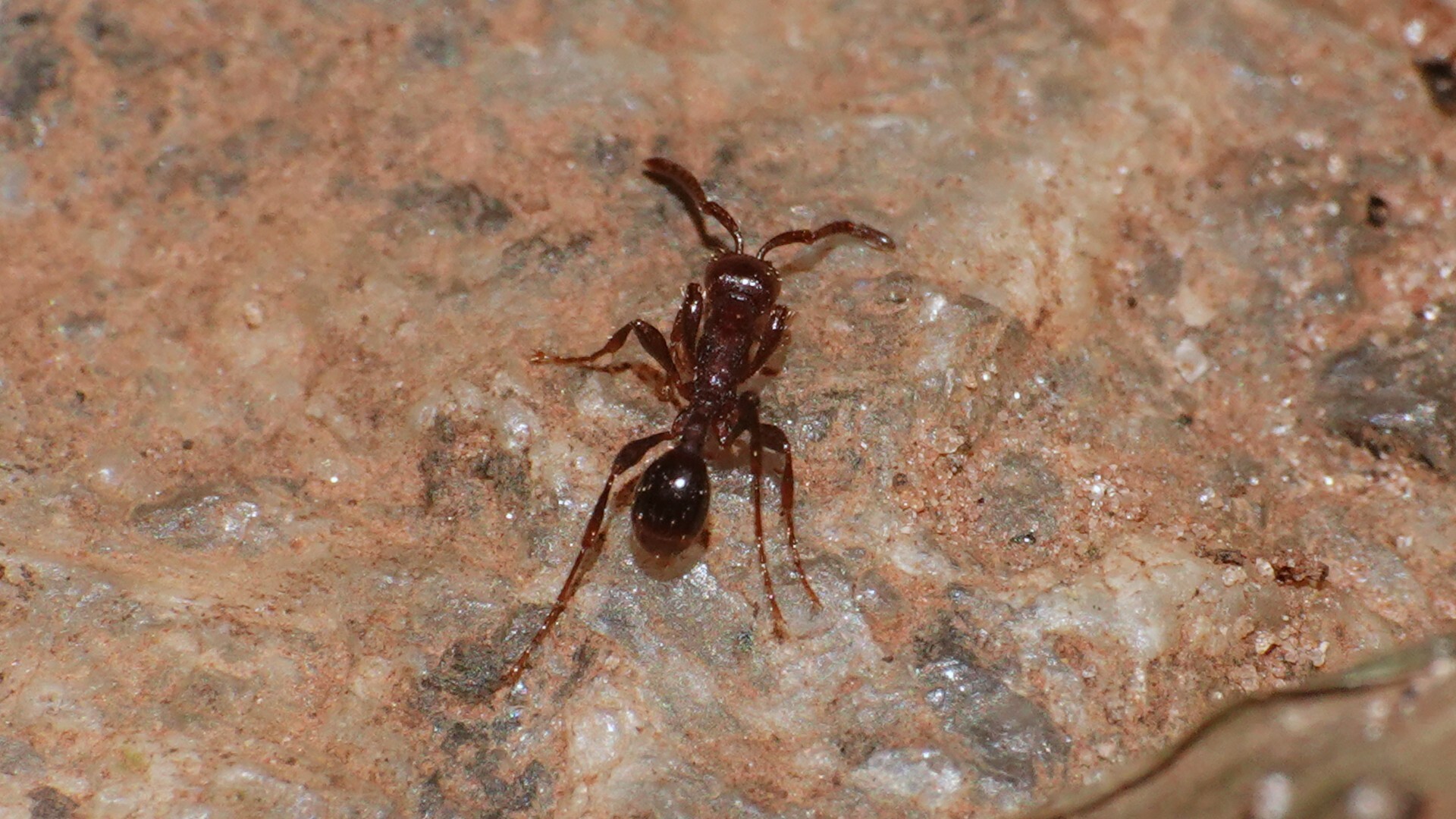 Aenictus pachycerus