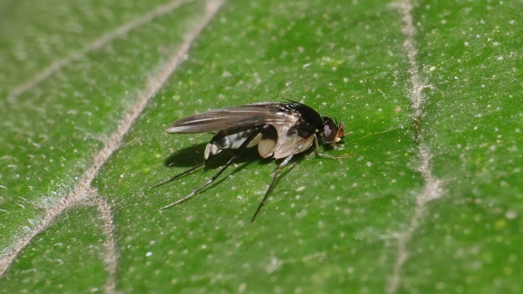 Diplonevra bifasciata