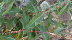 Streptanthus campestris