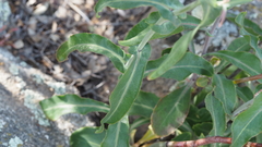 Streptanthus campestris