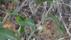 Streptanthus campestris