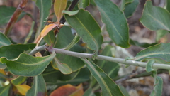 Streptanthus campestris