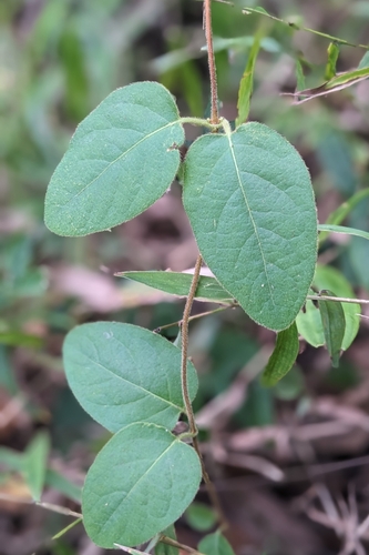 Lonicera hypoglauca, photograph 5
