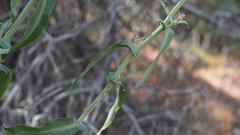 Streptanthus campestris