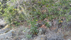 Streptanthus campestris