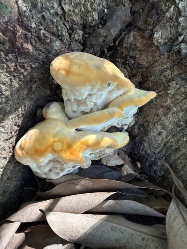 Vanderbylia fraxinea